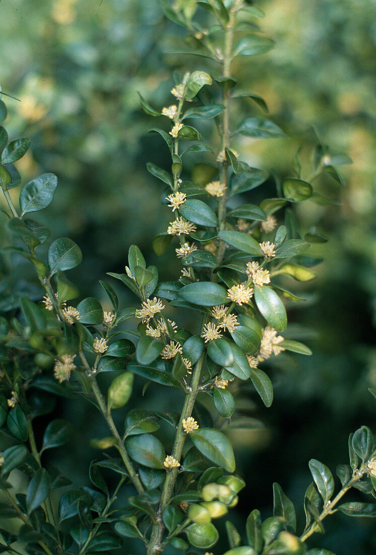 Buxus sempervirens