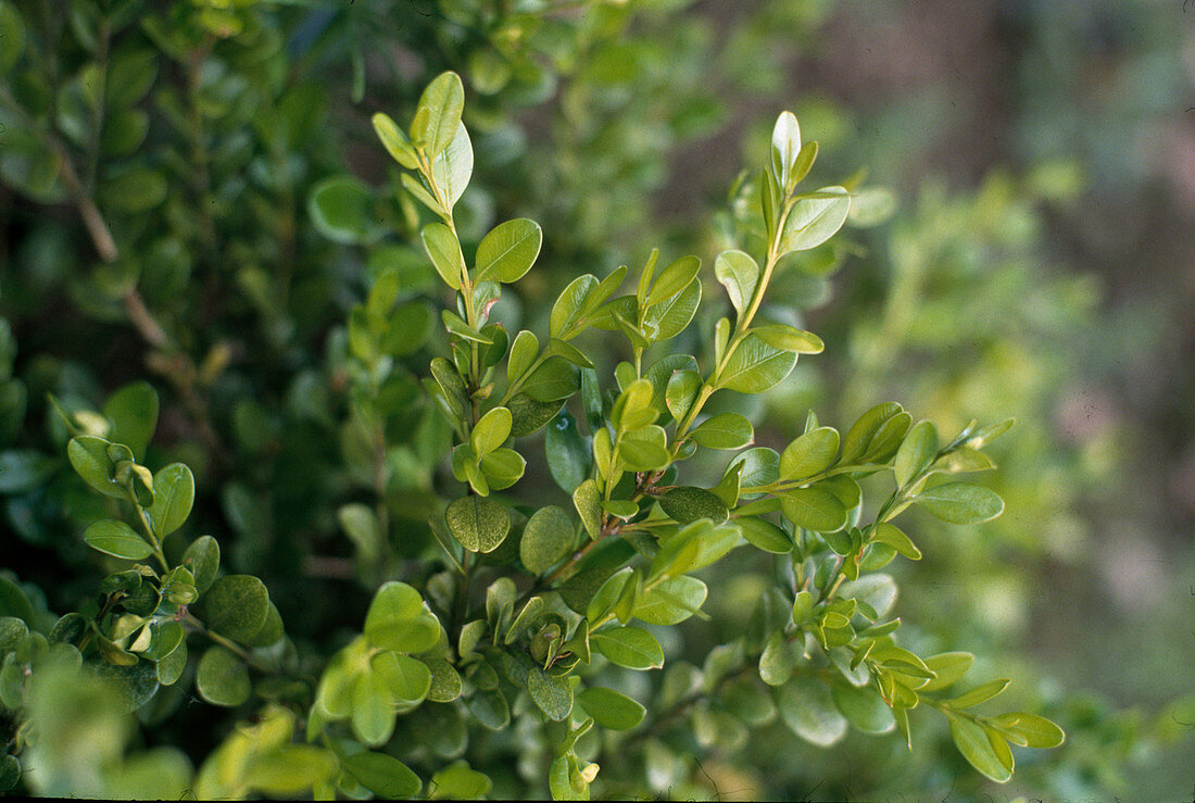 Buxus sempervivens