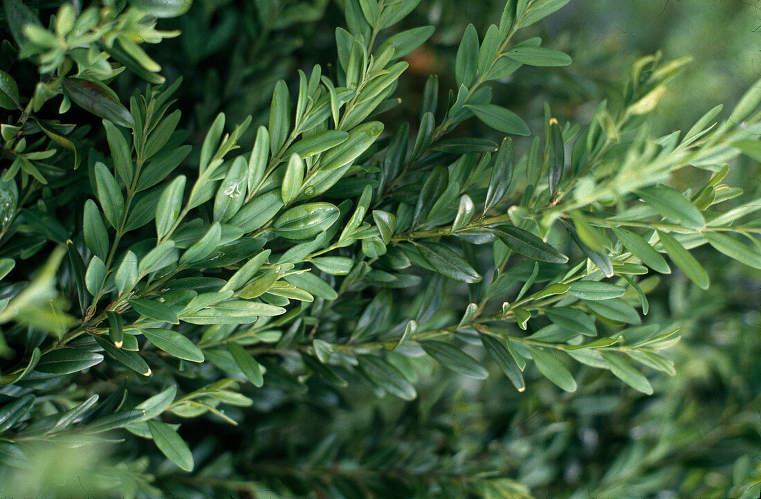 Buxus sempervirens