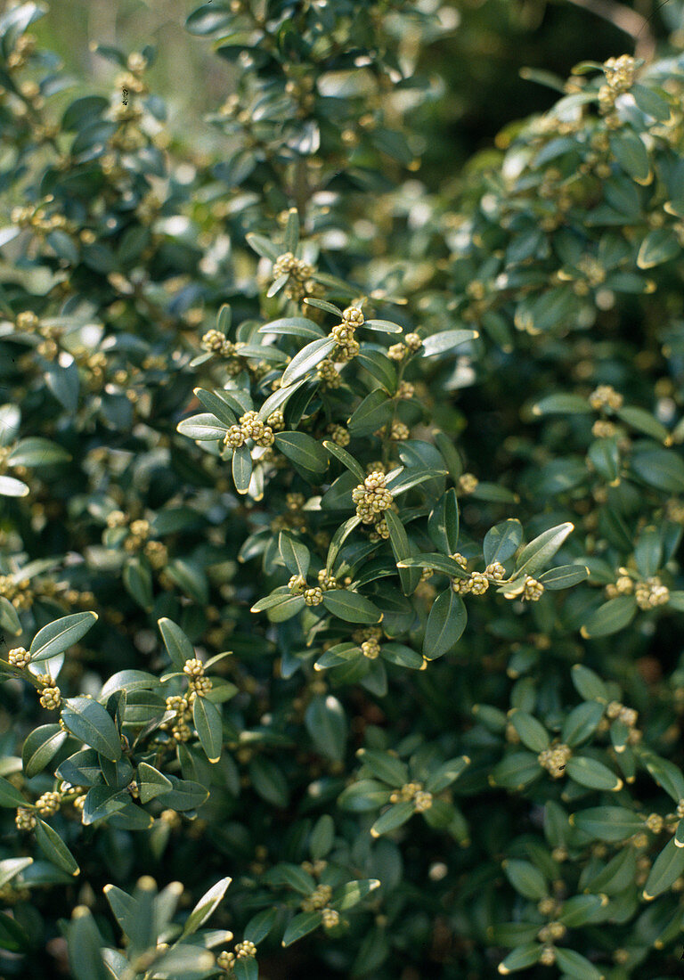 Buxus Sempervirens Var. Arborescens