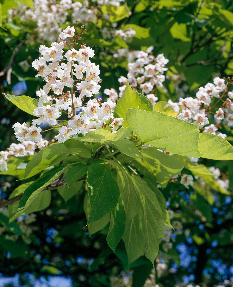 Catalpa Bignonioides