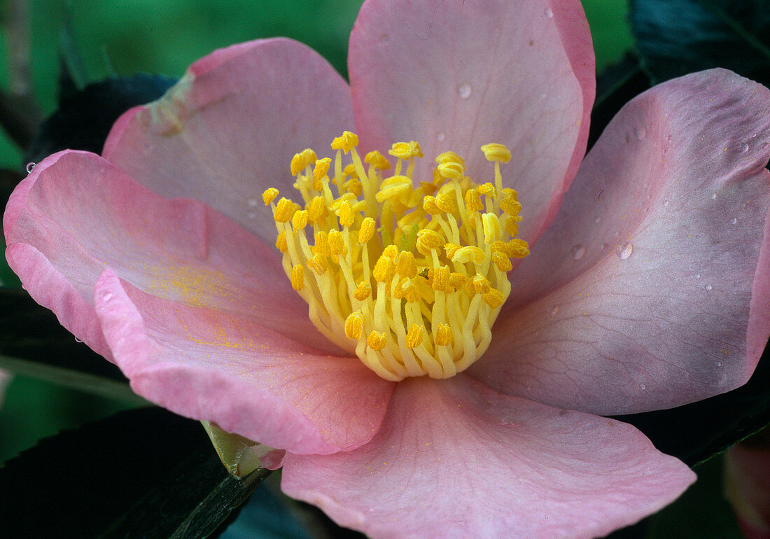 Camellia sasanqua 'Zakura Zukuyo'