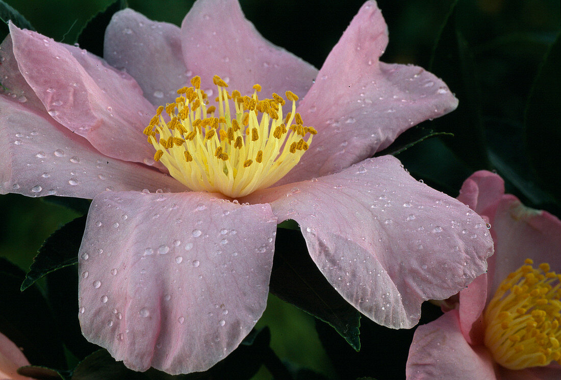 Camellia sasanqua 'Zakura Zukuyo'