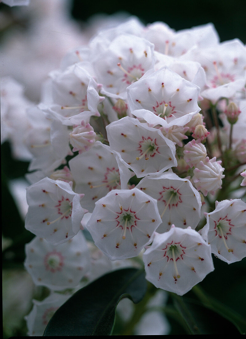 Kalmia latifolia (Großer Berglorbeer)