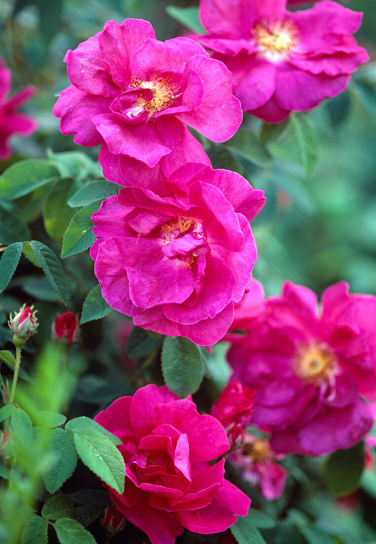 Rosa gallica 'Officinalis' (apothecary rose, intense fragrance!)