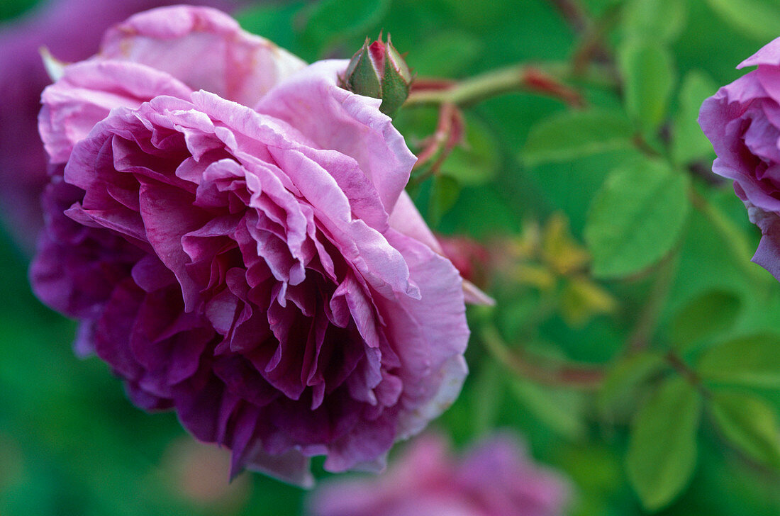 Rosa 'Tour de Malakoff' (fragrant historic shrub rose)