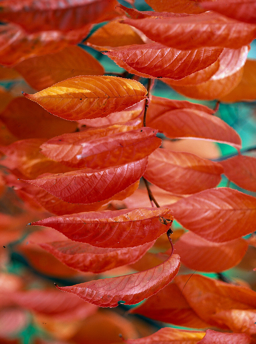 Prunus sargentii (Scharlachkirsche)