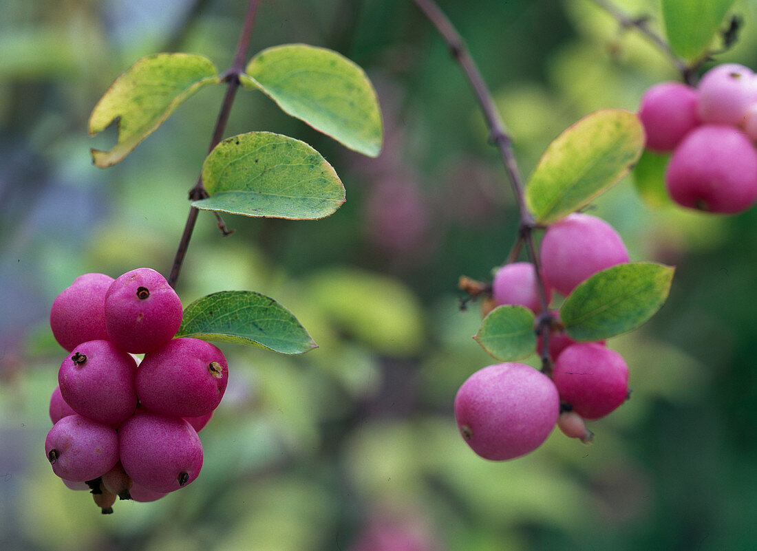 Symphoricarpos 'Amethyst' (Korallenbeere)