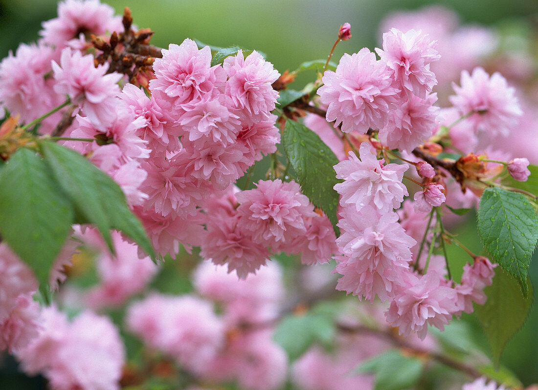 Prunus serrulata 'Kiku-shidare-zakura'