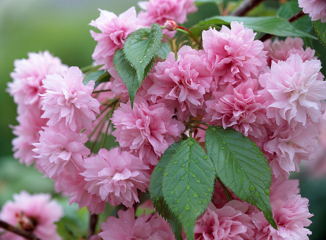 Prunus serrulata 'Kiku-shidare-zakura'