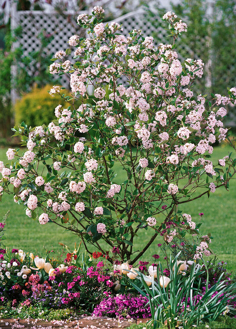 Viburnum burkwoodii 'Mohawk' (Osterschneeball)