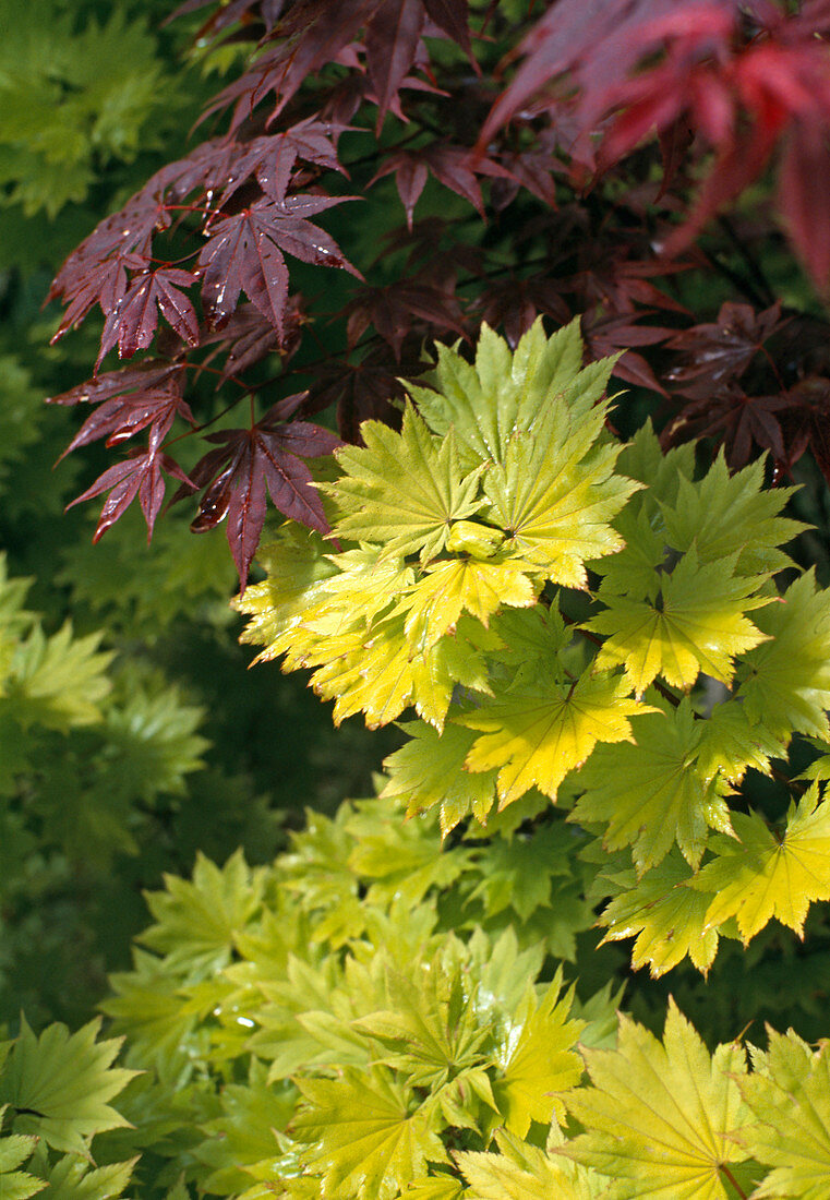 Acer japonicum 'Aureum'
