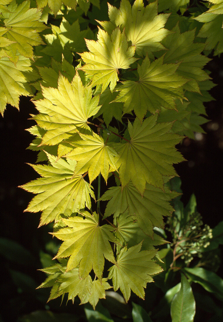 Acer japonicum 'Aureum'