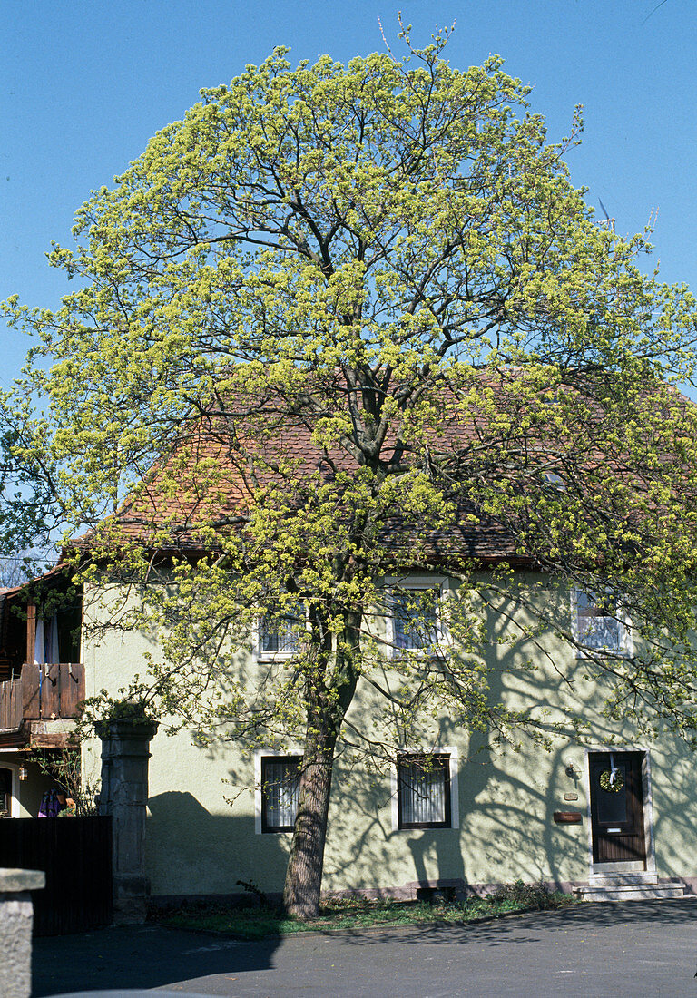 Acer platanoides (Spitzahorn)