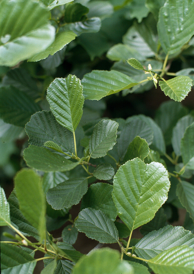 Alnus glutinosa