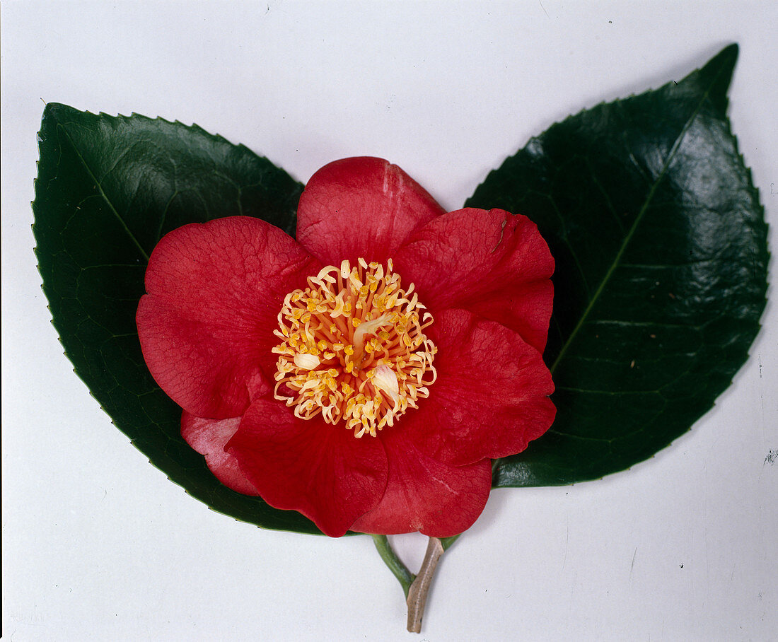 Camellia