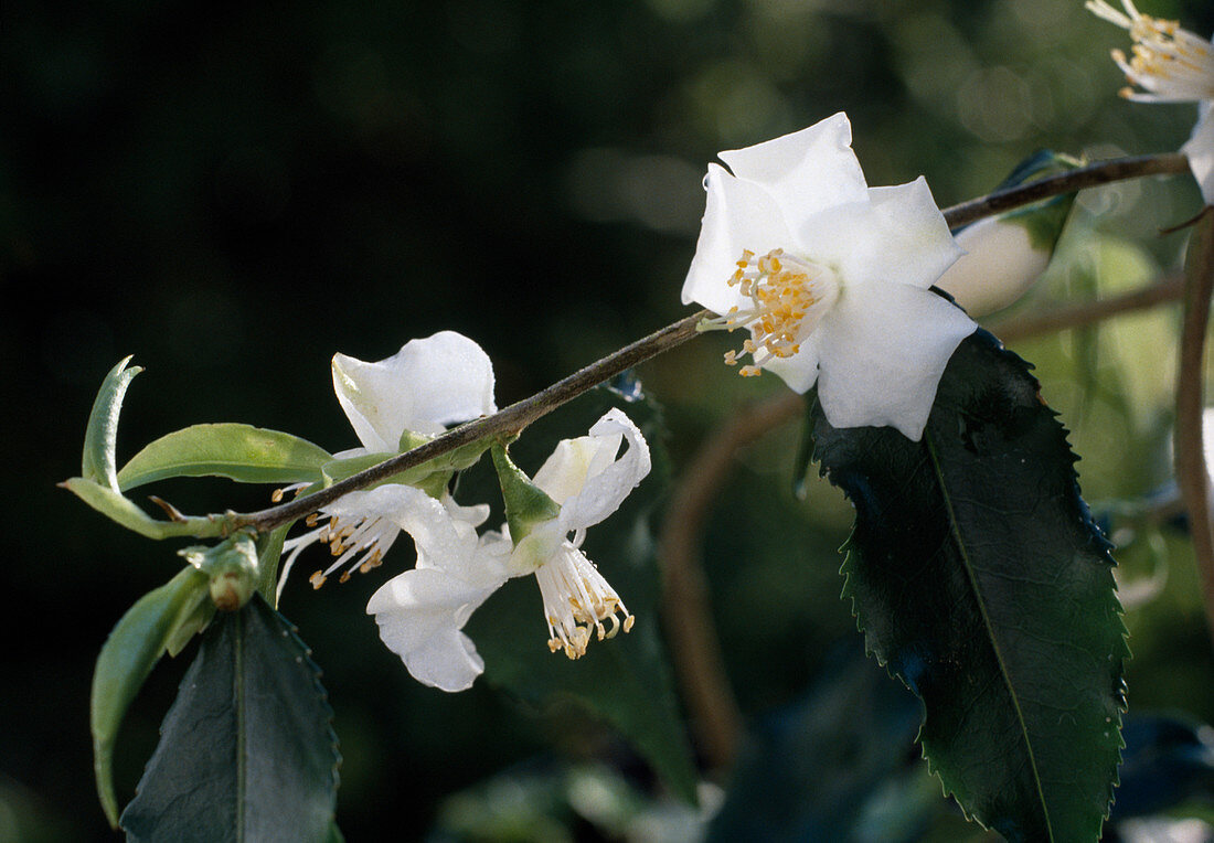 Camellia tsaii