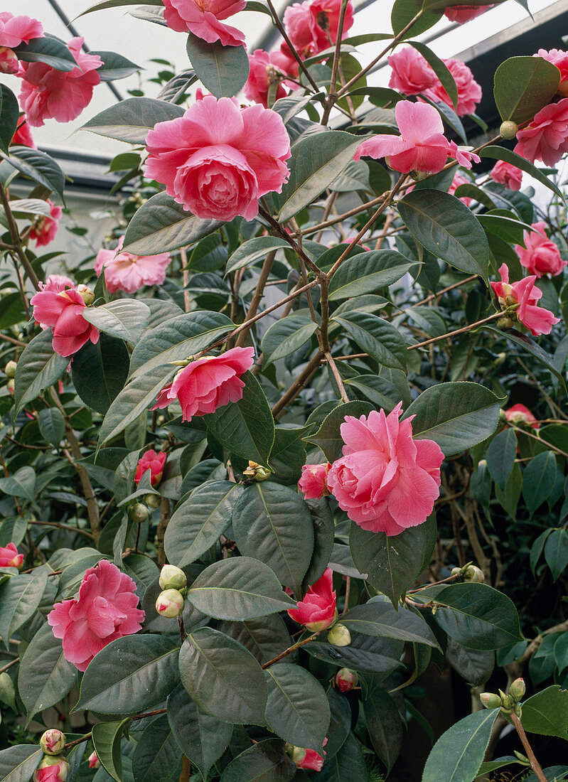 Camellia reticulata hybride 'Valentine's Day'