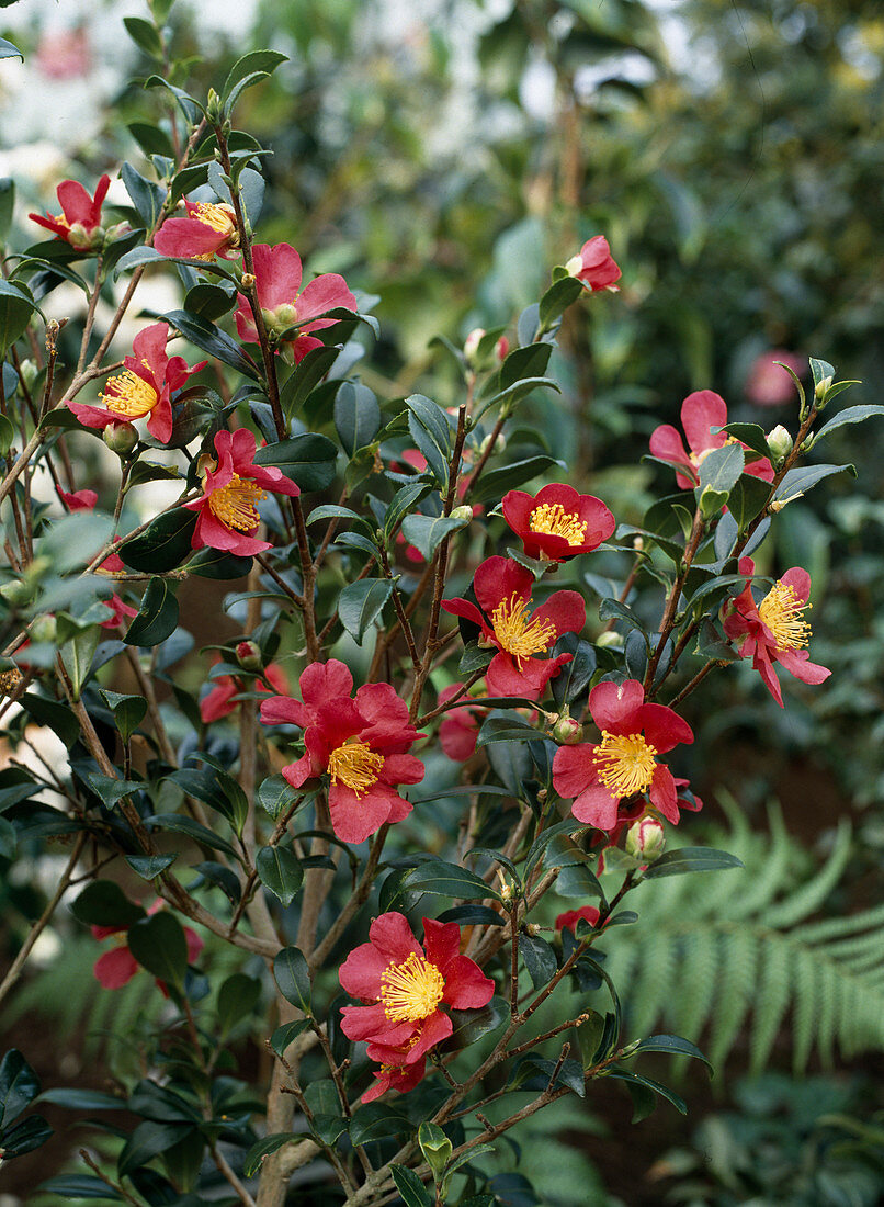 Camellia sasanqua 'Yuletide'