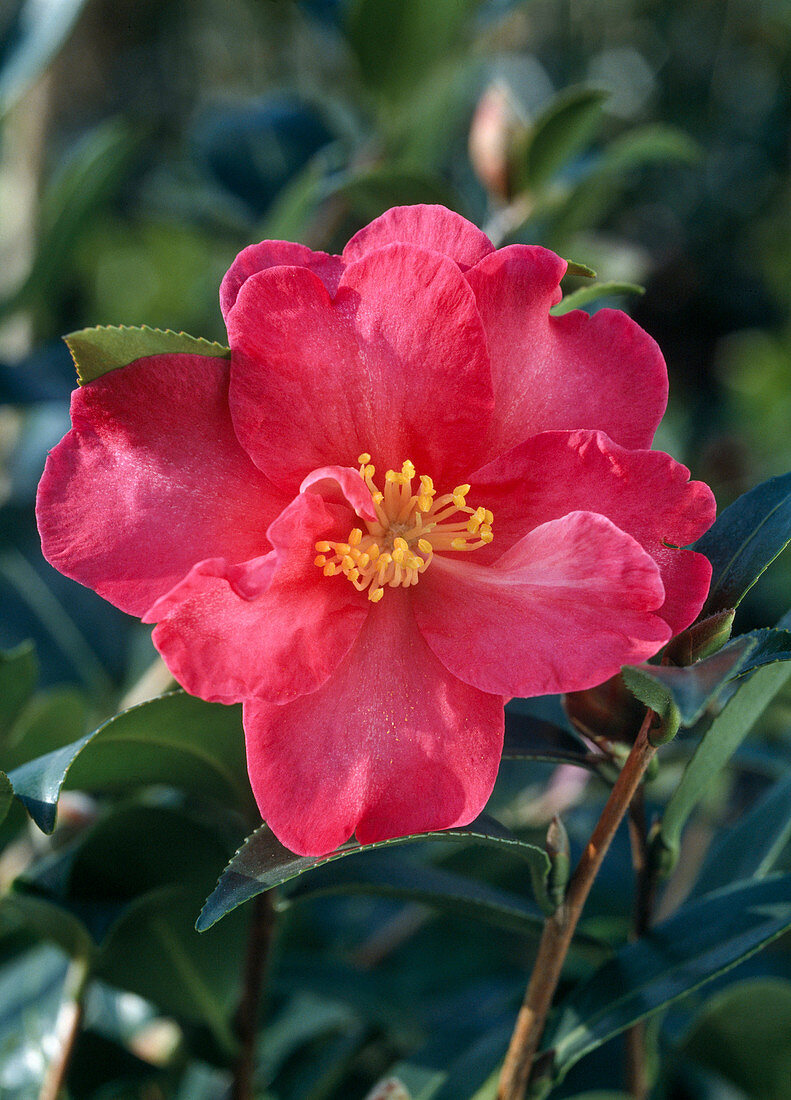 Camellia Sasanqua'Kanjiro'
