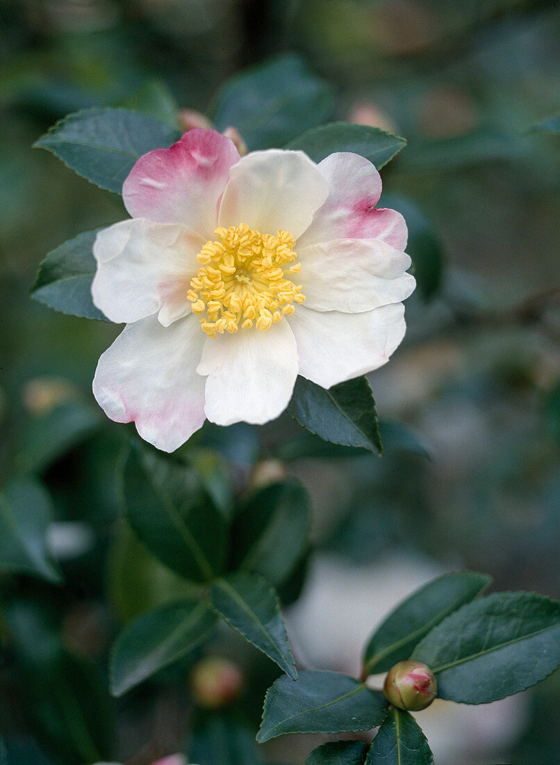 Camellia sasanqua 'Hinode Gumo'