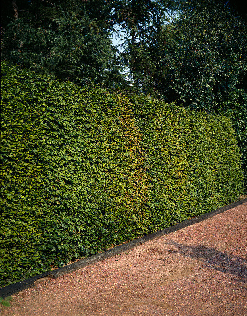 Carpinus betulus hedge