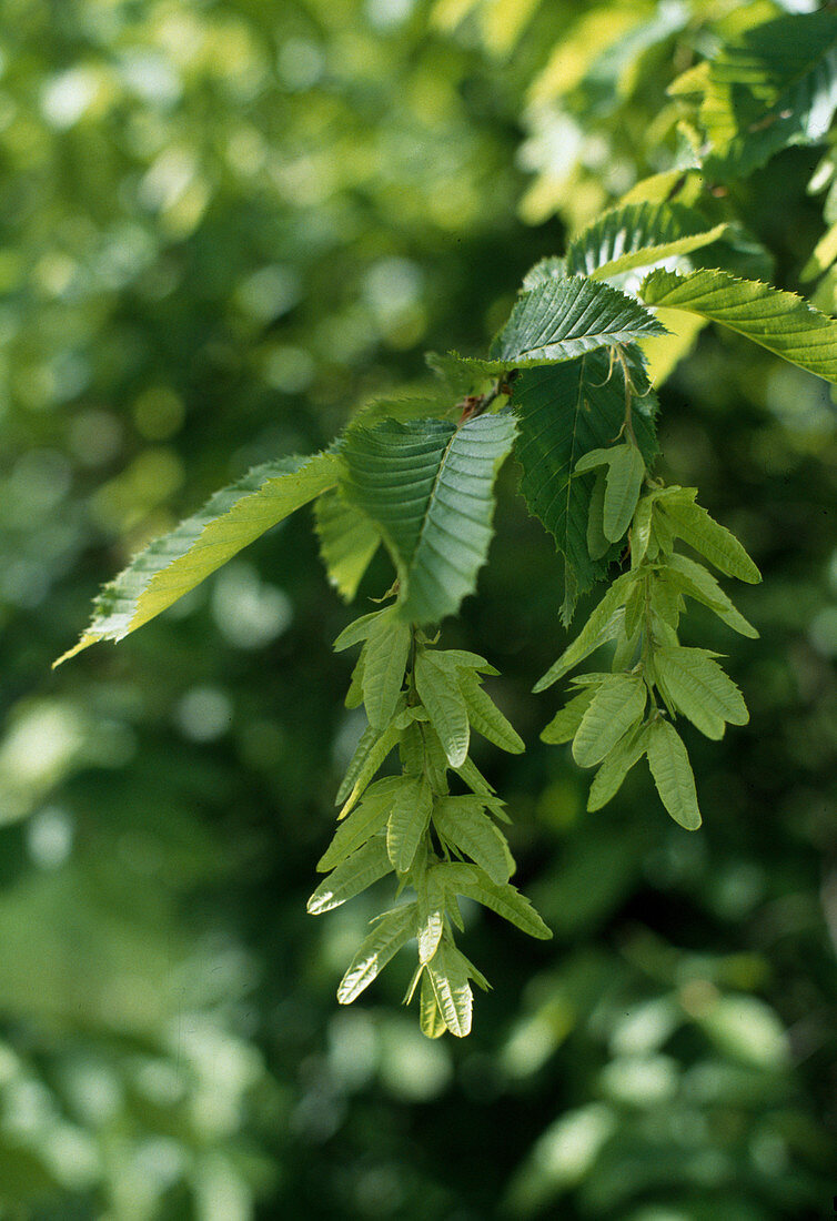 Carpinus betulus