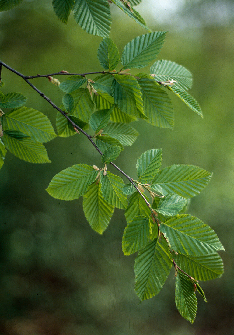 Carpinus betulus