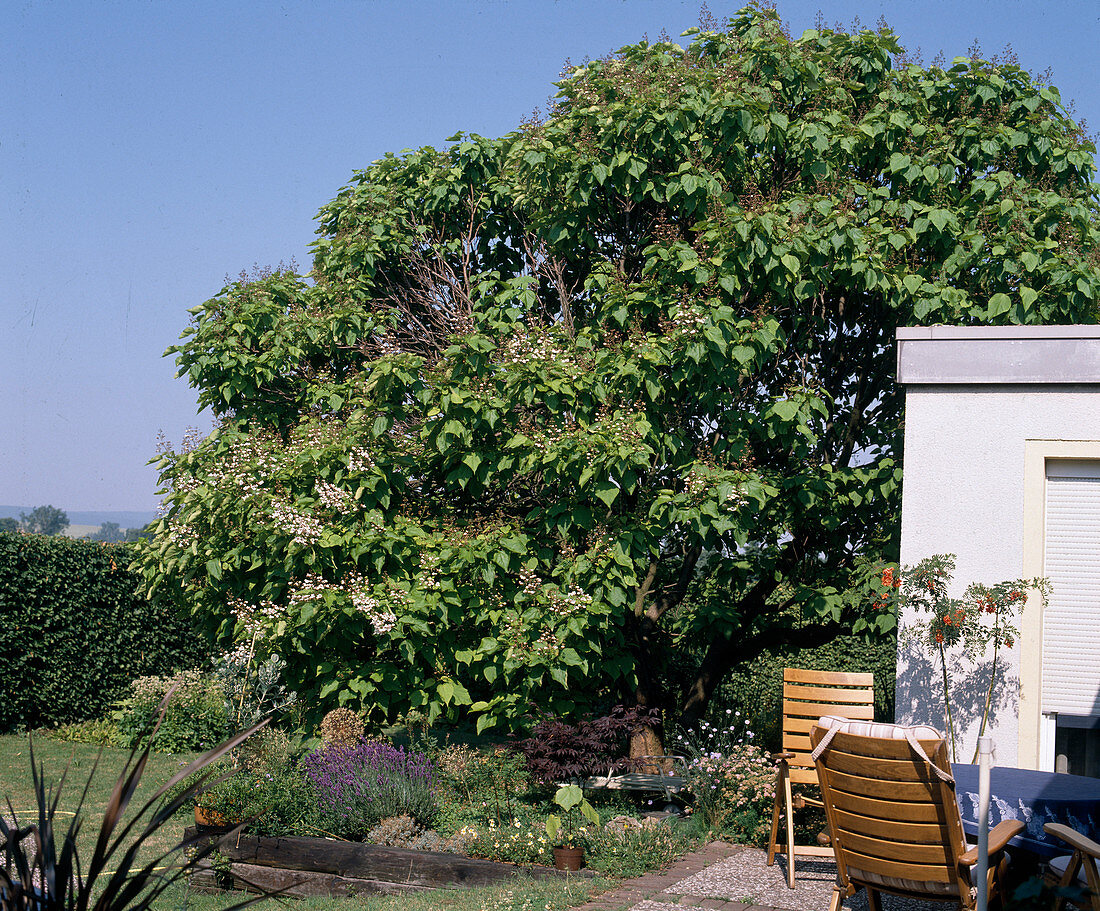 Catalpa bignonioides