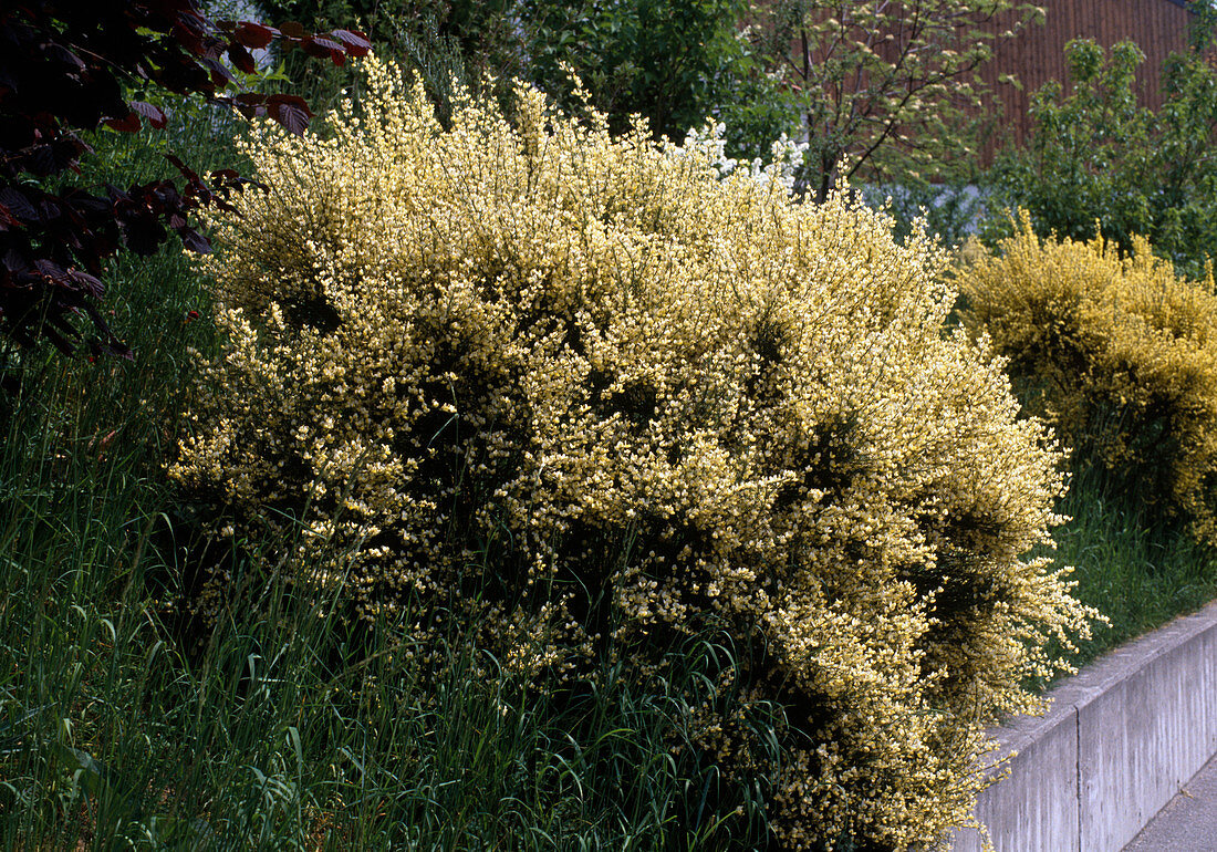 Cytisus X praecox