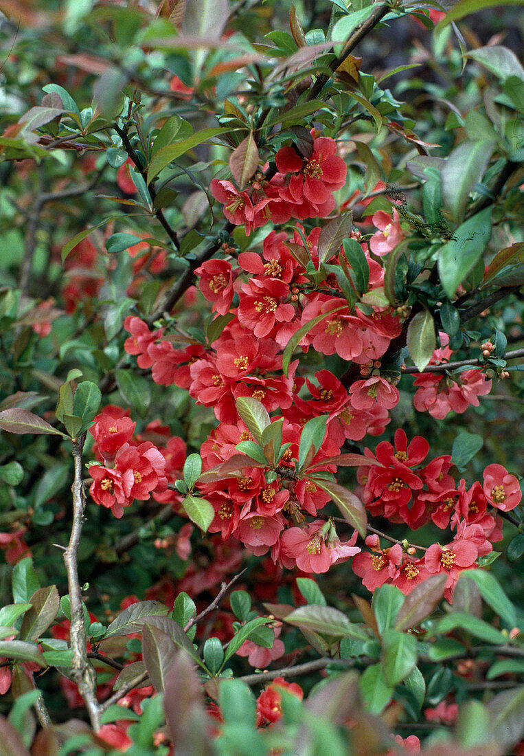 Chaenomeles hybrid