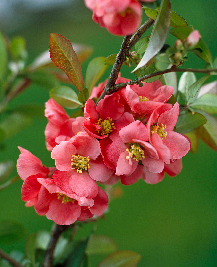 Chaenomeles Lagenaria