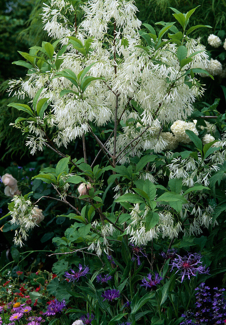 Chionanthus virginicus