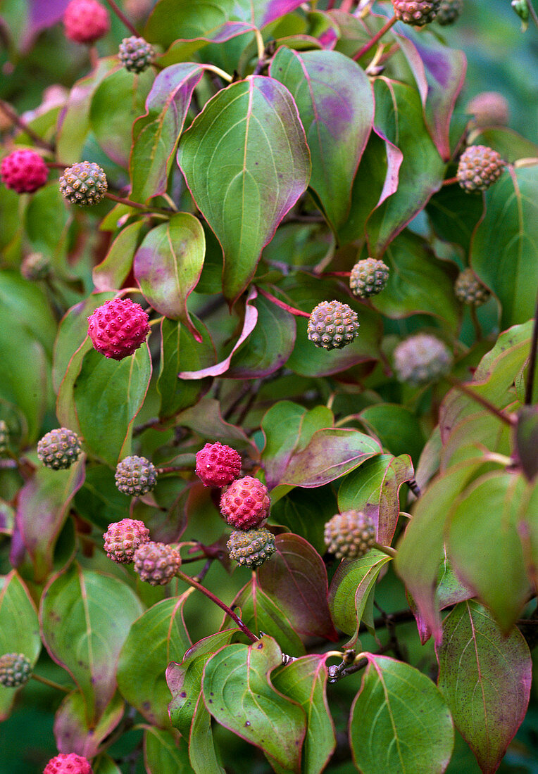 Cornus kousa var. Chinensis 'Schmetterling'