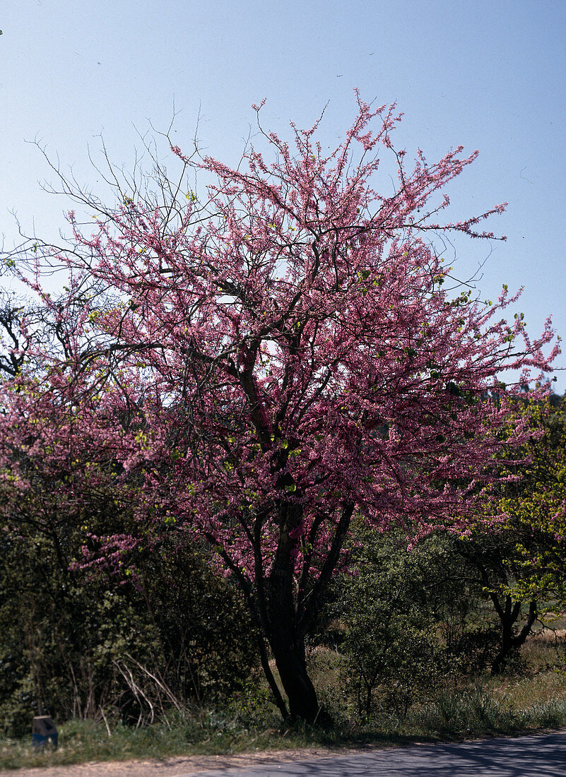 Cercis siliquastrum