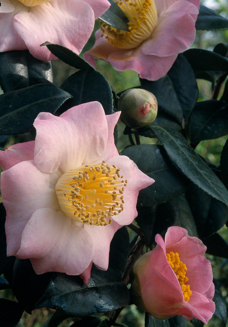 Camellia japonica 'Furo An'