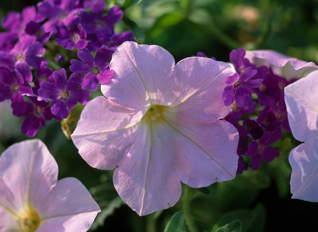 Petunia x atkinsiana 'Shell Pink'