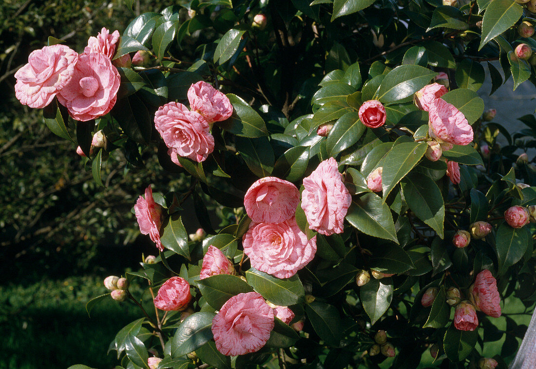 Camellia hybrids