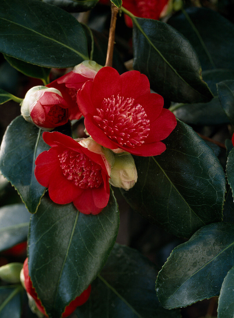 Camellia 'Bob'S Tinsie'