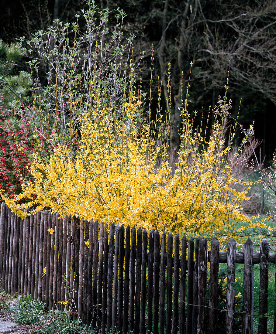 Forsythia x intermedia