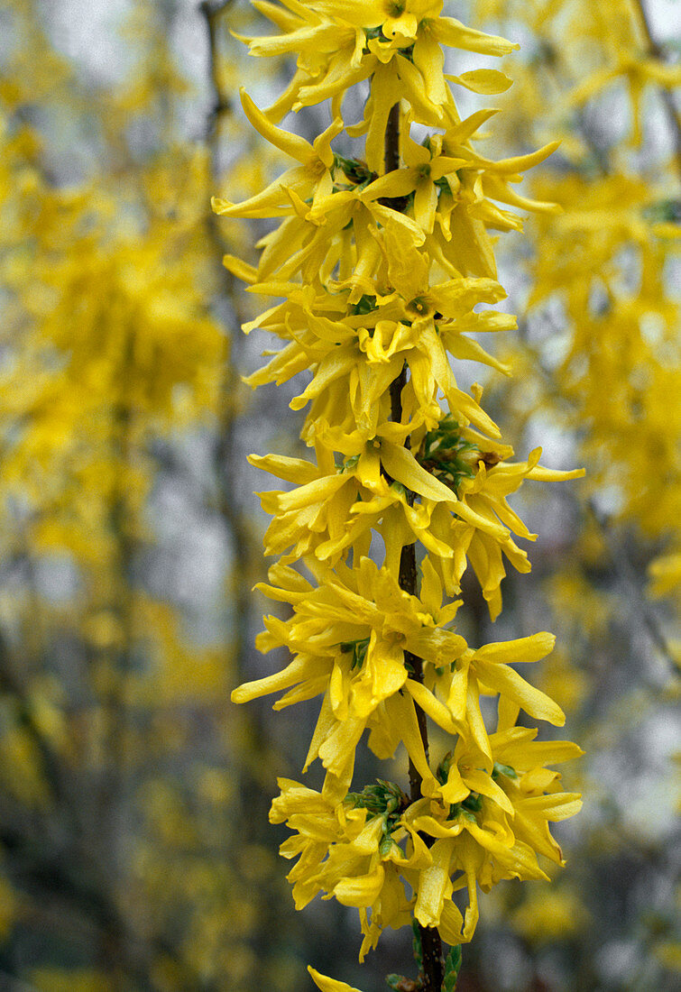 Forsythia X intermedia 'Spectabilis'