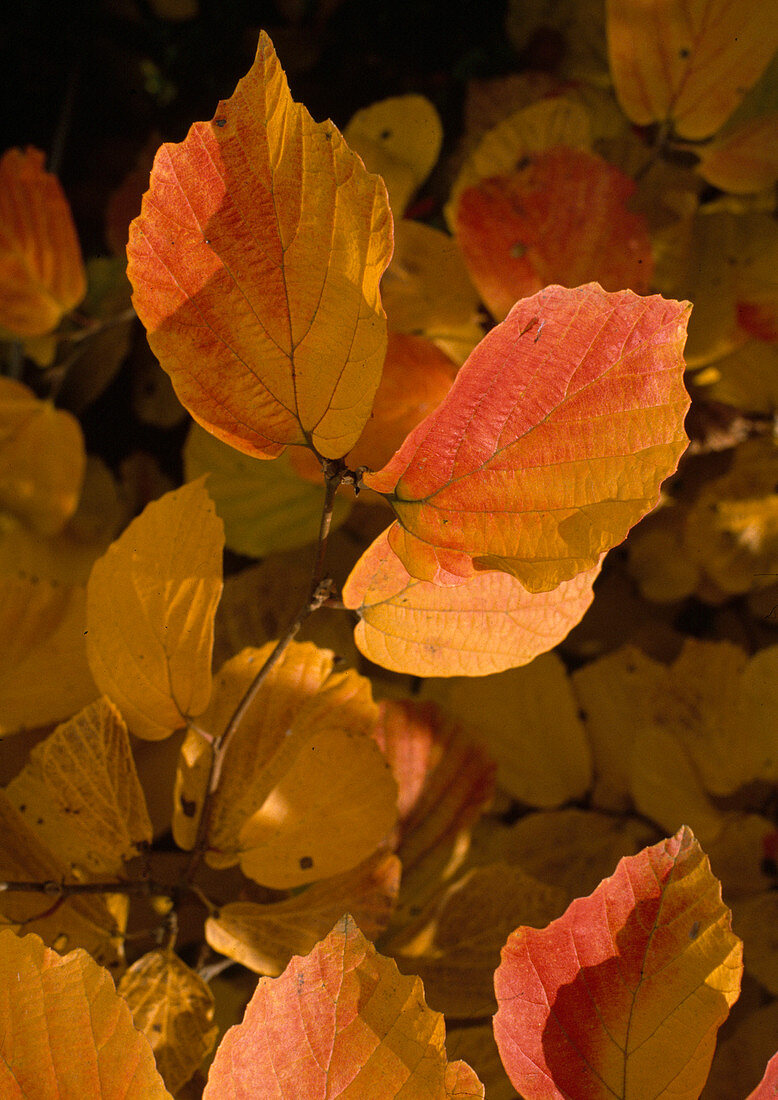 Fothergilla major