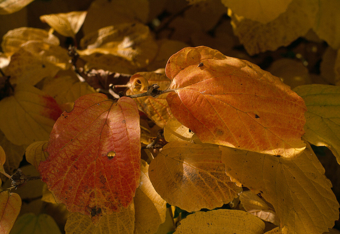 Fothergilla major