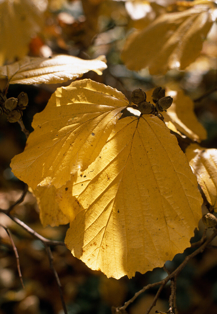 Hamamelis japonica