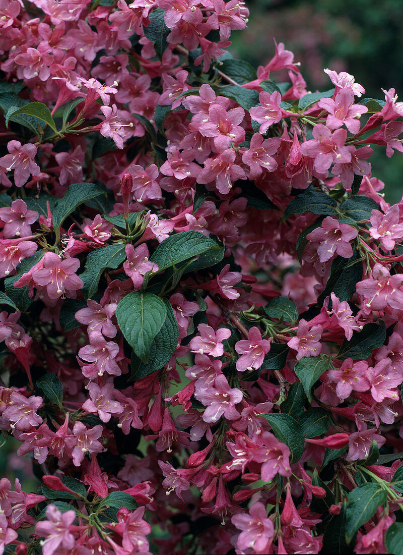 Weigelia 'Styriaca'