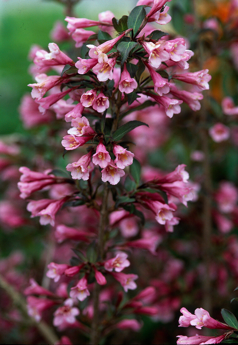 Weigelia purpurea