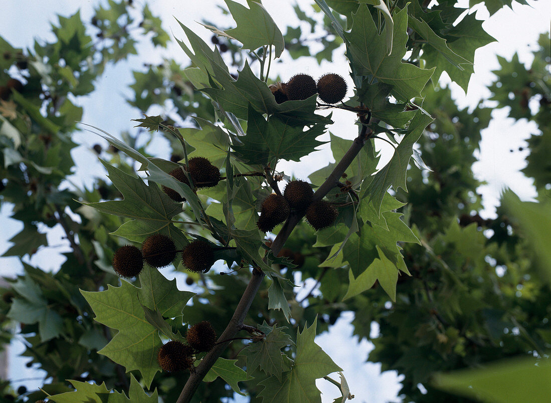 Platanus x Acerifolia