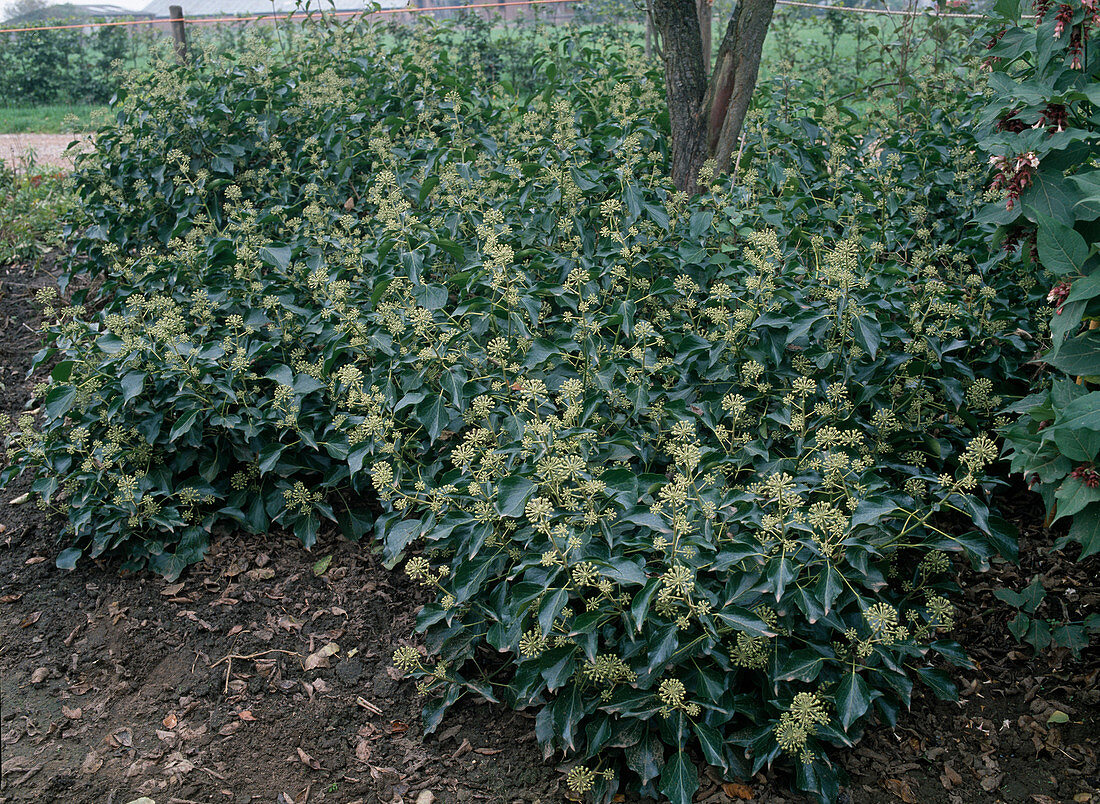 Hedera colchica