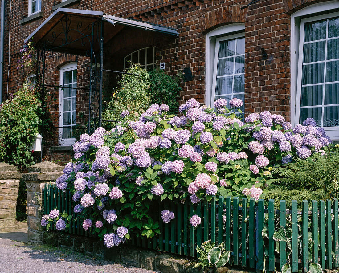 Hydrangea macrophylla