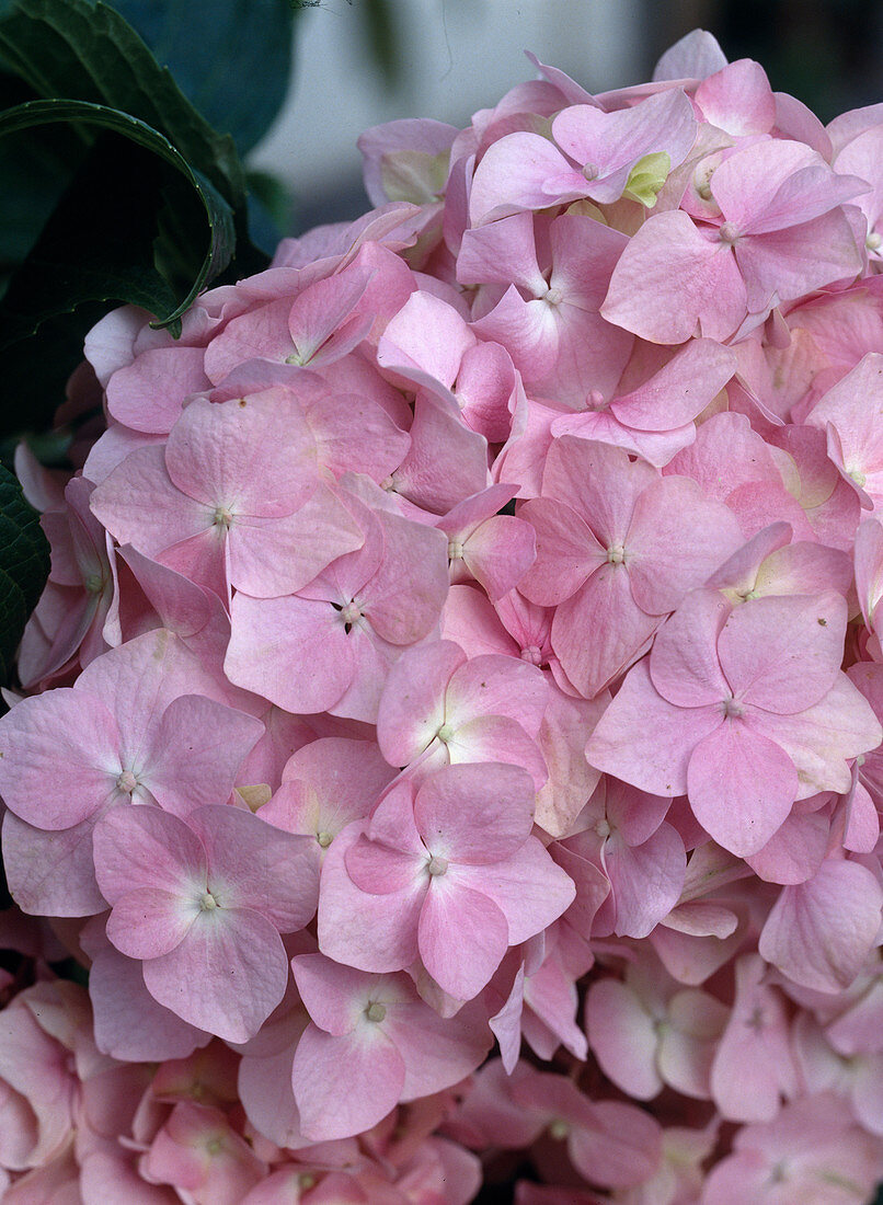 Hydrangea macrophylla